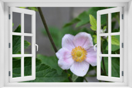 Fototapeta Naklejka Na Ścianę Okno 3D - Japanese anemone