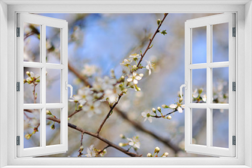 Fototapeta Naklejka Na Ścianę Okno 3D - Flowers of the cherry blossoms