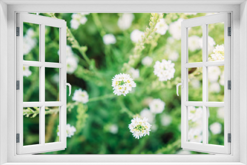 Fototapeta Naklejka Na Ścianę Okno 3D - White field wildflowers in summer