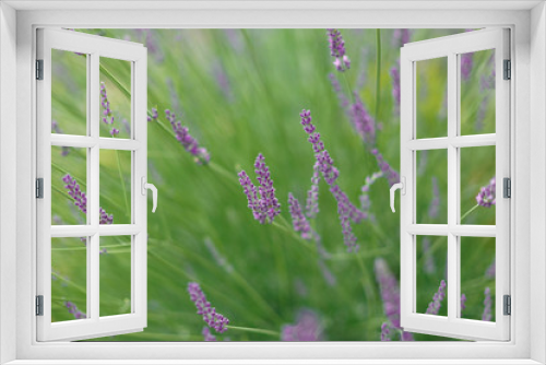 Fototapeta Naklejka Na Ścianę Okno 3D - lavender in the field