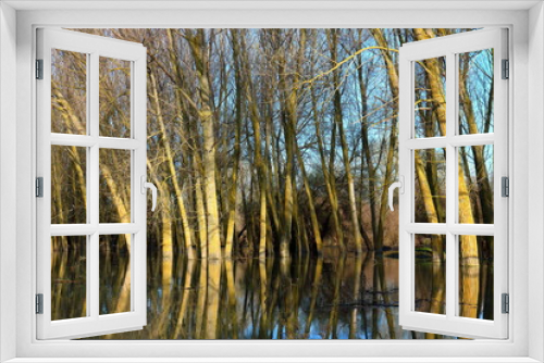 Fototapeta Naklejka Na Ścianę Okno 3D - Trees (tree trunks) standing in high water of Danube river during a spring floods on a calm day. Reflection of tree trunks in water