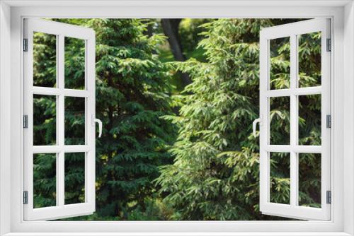 Fototapeta Naklejka Na Ścianę Okno 3D - selective focus of pine trees in forest