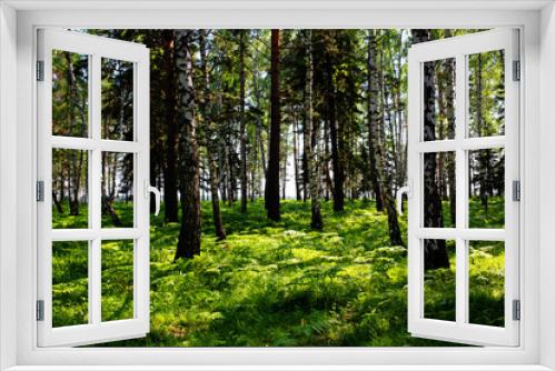 Fototapeta Naklejka Na Ścianę Okno 3D - Russian forest