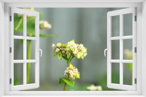 Fototapeta Naklejka Na Ścianę Okno 3D - Buckwheat blossom in garden