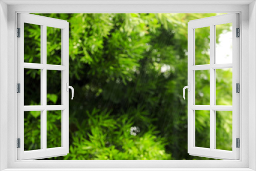 Fototapeta Naklejka Na Ścianę Okno 3D - 自然の緑ぼかし背景と大雨