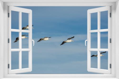 Fototapeta Naklejka Na Ścianę Okno 3D - American white pelicans flying in formation .
