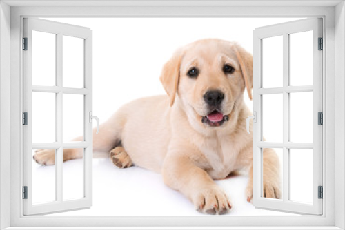 Fototapeta Naklejka Na Ścianę Okno 3D - puppy labrador retriever