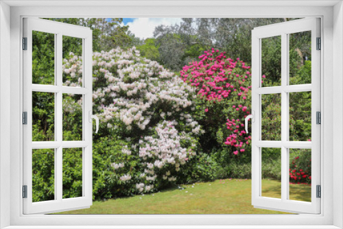 Fototapeta Naklejka Na Ścianę Okno 3D - Irlande - Ile de Garinish - Le Parc et ses fleurs : rhododendrons et azalées
