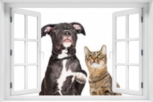 Fototapeta Naklejka Na Ścianę Okno 3D - Dog and Cat Raising Paws and Looking Up Together