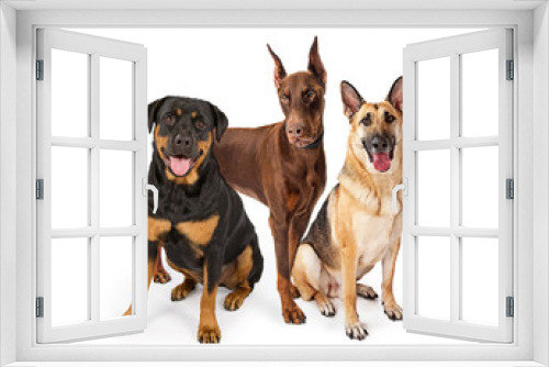 Fototapeta Naklejka Na Ścianę Okno 3D - Three Large Breed Guard Dogs