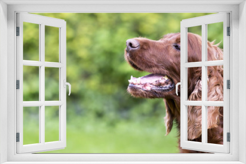 Fototapeta Naklejka Na Ścianę Okno 3D - Happy smiling Irish Setter dog on a green background