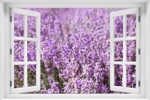 Fototapeta Naklejka Na Ścianę Okno 3D - Beautiful blooming lavender in field on summer day