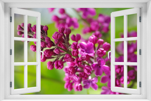Fototapeta Naklejka Na Ścianę Okno 3D - Purple lilac bush blooming in May day