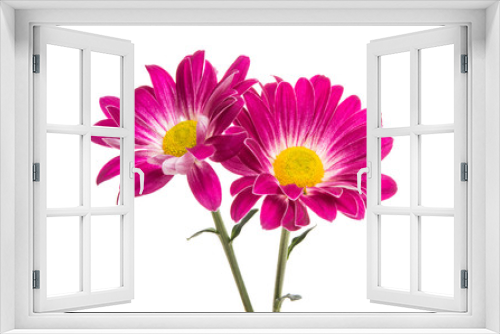 Fototapeta Naklejka Na Ścianę Okno 3D - crimson chrysanthemum isolated