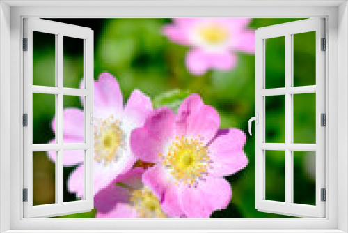 Fototapeta Naklejka Na Ścianę Okno 3D - Pink Dog Rose (Rosa canina) flowers in bloom