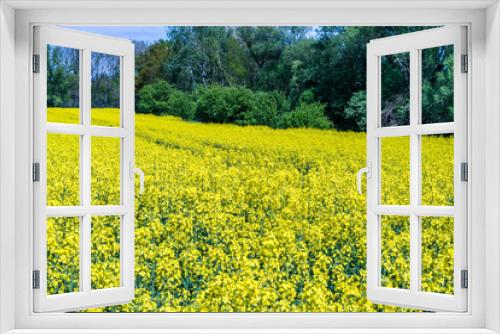 Fototapeta Naklejka Na Ścianę Okno 3D - Beautiful summer field with flowering yellow rapeseed