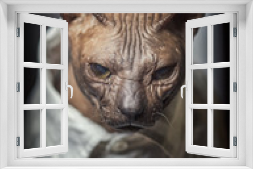 Fototapeta Naklejka Na Ścianę Okno 3D - tired cat as a man