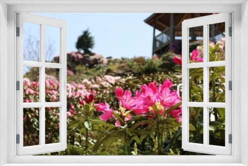 Fototapeta Naklejka Na Ścianę Okno 3D - 綺麗な満開のシャクナゲの花達
