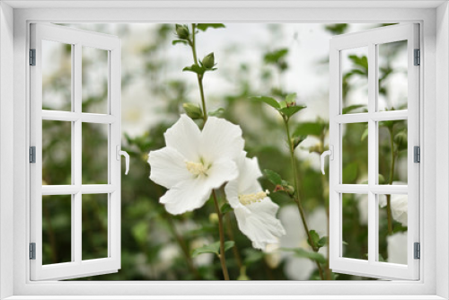 Fototapeta Naklejka Na Ścianę Okno 3D - 日本の美しい花