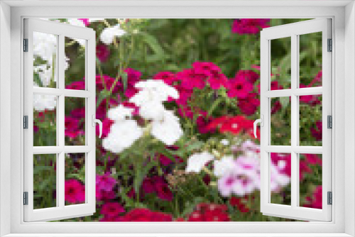 Fototapeta Naklejka Na Ścianę Okno 3D - red and white flowers