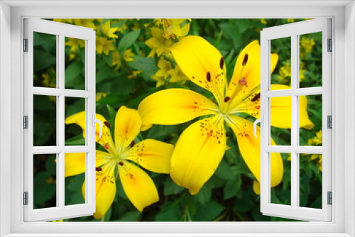Fototapeta Naklejka Na Ścianę Okno 3D - The flower of a yellow lily growing in a summer garden.