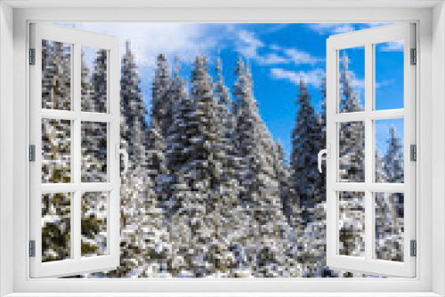 Fototapeta Naklejka Na Ścianę Okno 3D - Wintyer trees in the Mountains