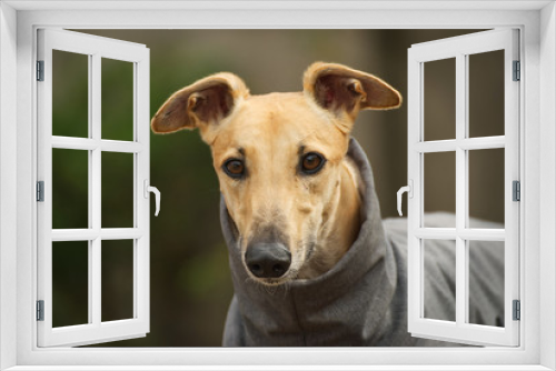 Fototapeta Naklejka Na Ścianę Okno 3D - Portrait of a beautiful greyhound outdoor in winter