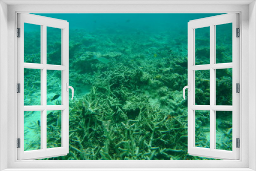 Fototapeta Naklejka Na Ścianę Okno 3D - Beautiful view of dead coral reefs. Underwater world. Maldives, Indian Ocean,  Snorkeling. Beautiful nature background.