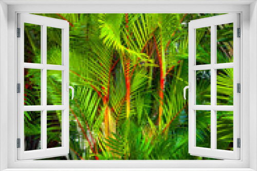 Fototapeta Naklejka Na Ścianę Okno 3D - Plant leaf