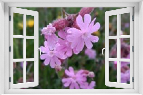 Fototapeta Naklejka Na Ścianę Okno 3D - Flowers , nature 