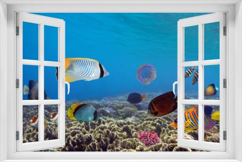Fototapeta Naklejka Na Ścianę Okno 3D - Underwater scene. Coral reef.
