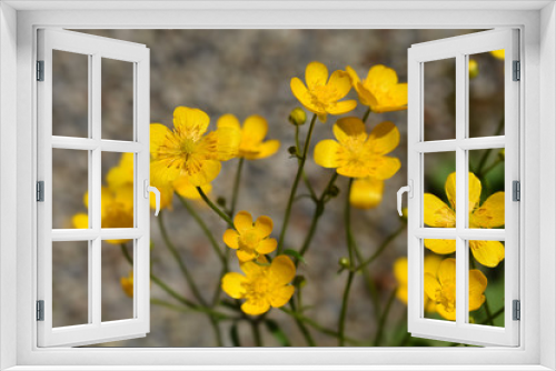 Fototapeta Naklejka Na Ścianę Okno 3D - Creeping buttercup