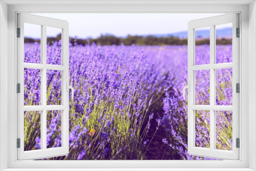 Fototapeta Naklejka Na Ścianę Okno 3D - Lavender Field in the summer