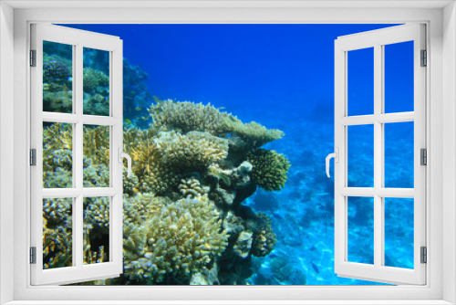 Fototapeta Naklejka Na Ścianę Okno 3D - Red sea coral reef