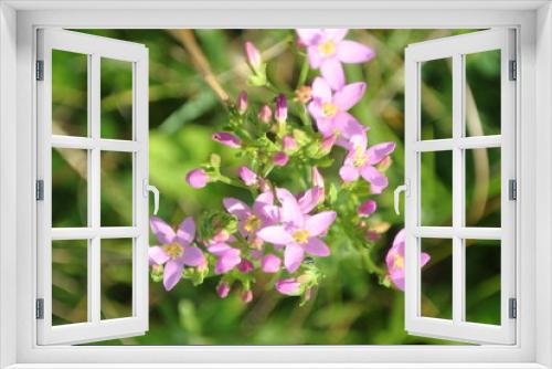 Fototapeta Naklejka Na Ścianę Okno 3D - plants flowers