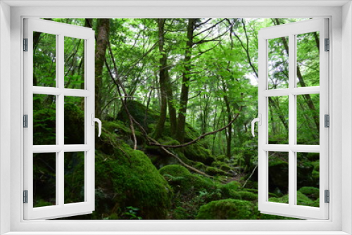 Fototapeta Naklejka Na Ścianę Okno 3D - 光を求めて伸びる樹木