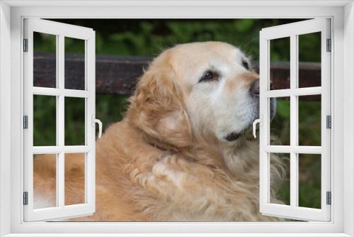 Fototapeta Naklejka Na Ścianę Okno 3D - portrait of a golden retrievers Dog outside Belgium