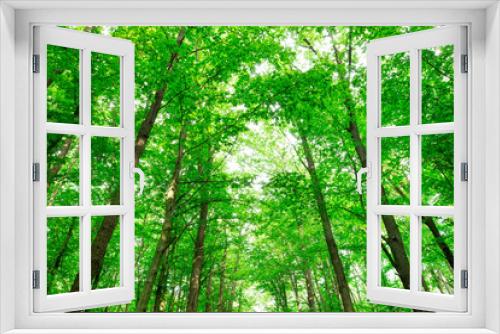 Fototapeta Naklejka Na Ścianę Okno 3D - Forest trees. nature green wood sunlight backgrounds