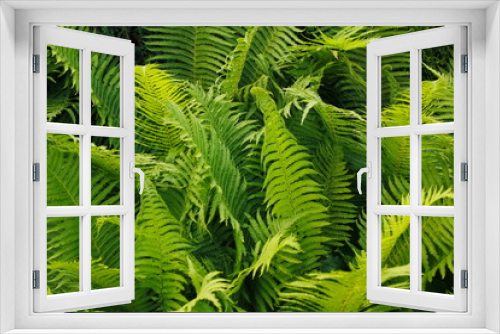 Fototapeta Naklejka Na Ścianę Okno 3D - Farn