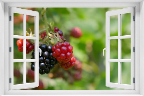 Fototapeta Naklejka Na Ścianę Okno 3D - Wild black berries in july in Transylvania 