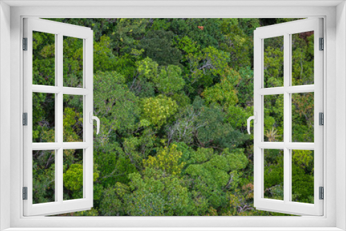 Fototapeta Naklejka Na Ścianę Okno 3D - Perfect green and dense tropical rainforest.