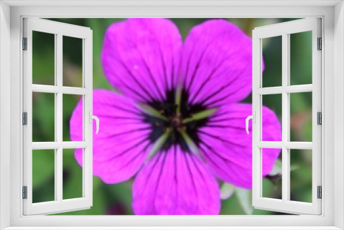 Fototapeta Naklejka Na Ścianę Okno 3D - Pink Geranium closeup