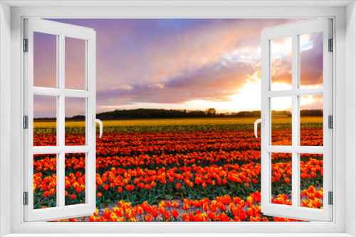 Fototapeta Naklejka Na Ścianę Okno 3D - Sunset in flowers tulips fierld