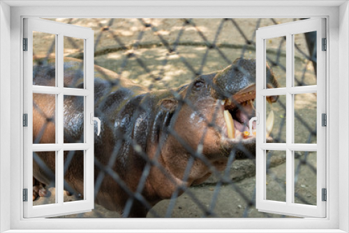 Fototapeta Naklejka Na Ścianę Okno 3D - The Hippopotamus is opening it's mouth to get some foods.