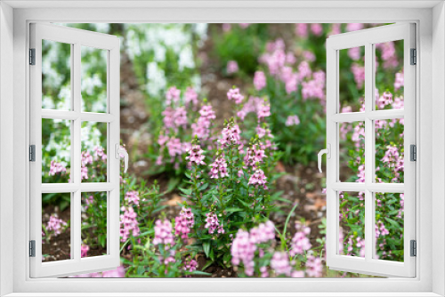 Fototapeta Naklejka Na Ścianę Okno 3D - ピンク色のアンゲロニアの花