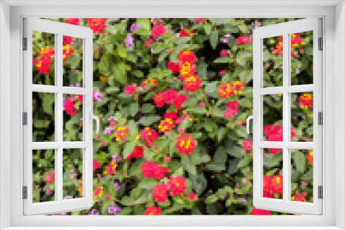 Fototapeta Naklejka Na Ścianę Okno 3D - Wildflower closeup of a multitude of colors and types in a front yard in California