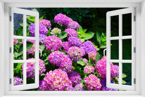 Fototapeta Naklejka Na Ścianę Okno 3D - Pink heads of hydrangea flowers