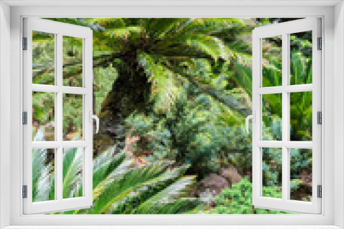 Fototapeta Naklejka Na Ścianę Okno 3D - Cycas revoluta (sago palm, king sago, sago cycad, Japanese sago palm) in botanical garden