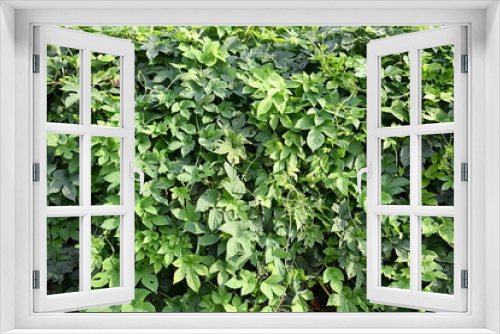 Fototapeta Naklejka Na Ścianę Okno 3D - A hedge of hops, the image can serve as a background.