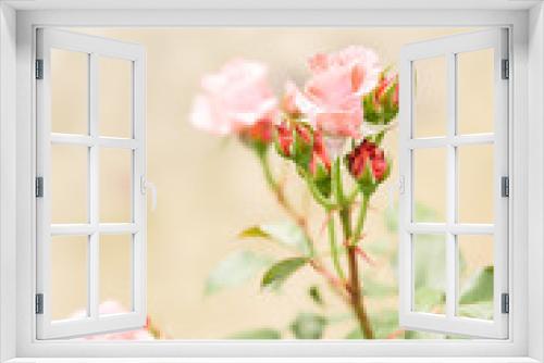 Fototapeta Naklejka Na Ścianę Okno 3D - Roses sur le lac